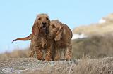 BASSET FAUVE DE BRETAGNE 034